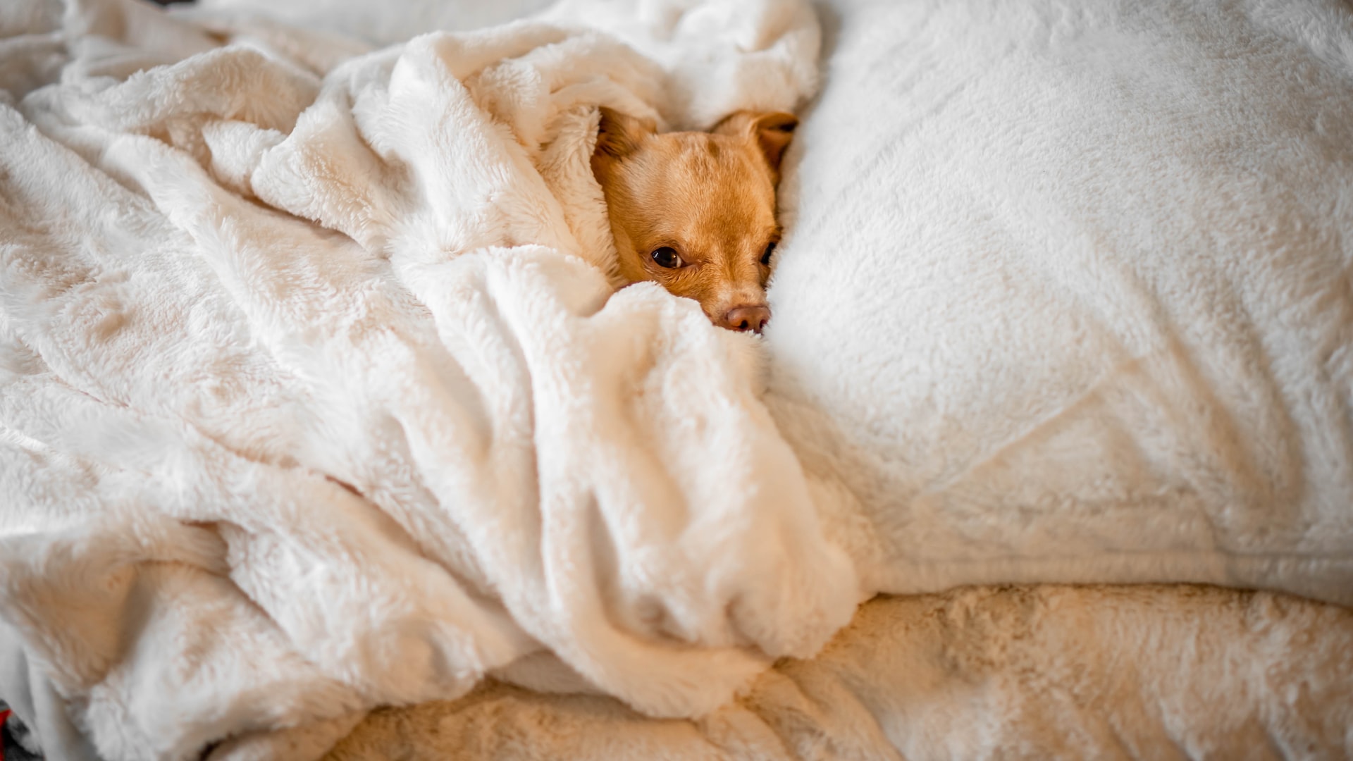 6 dicas para cuidar do seu cão no inverno