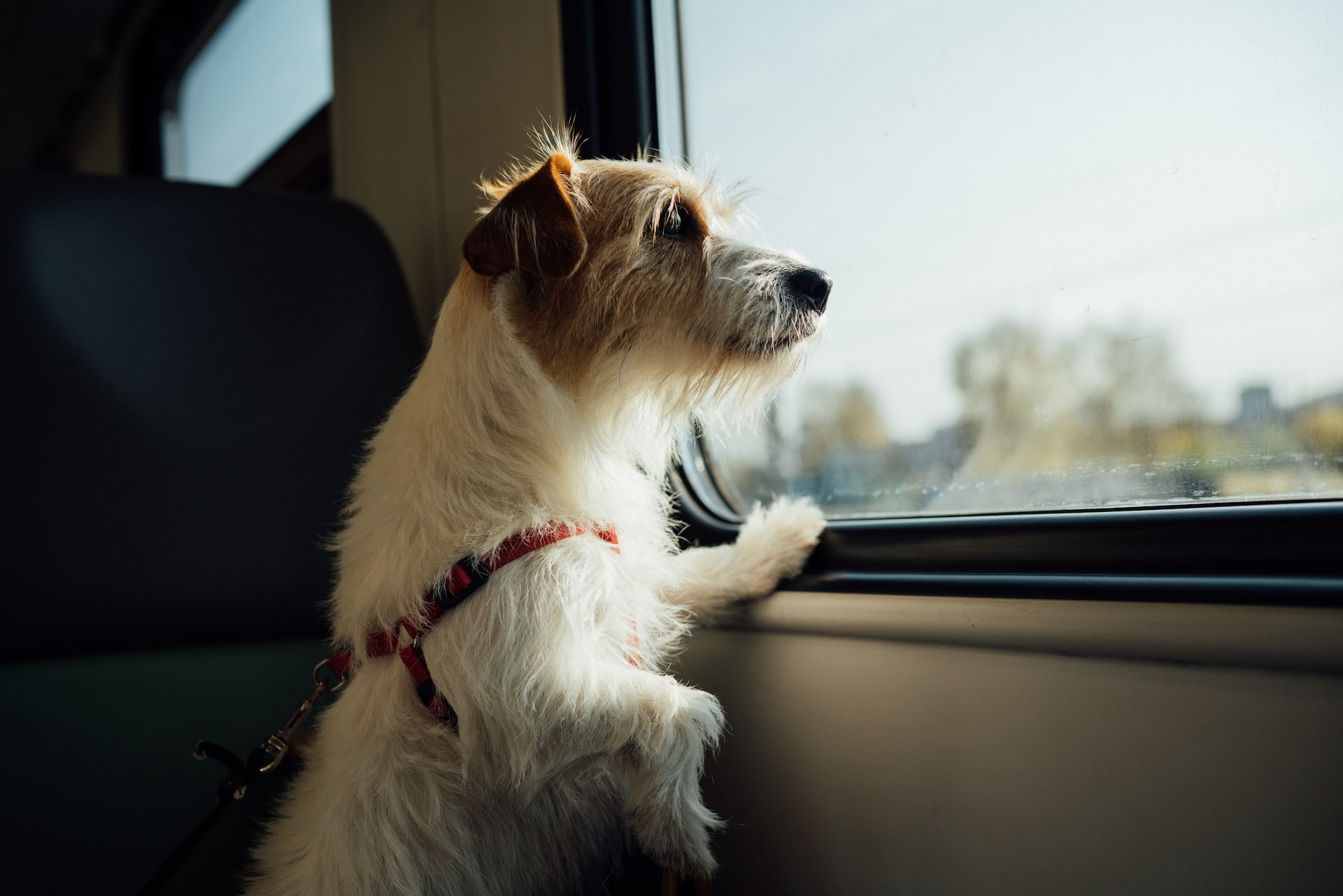 Viajar com o seu cão no carro em segurança