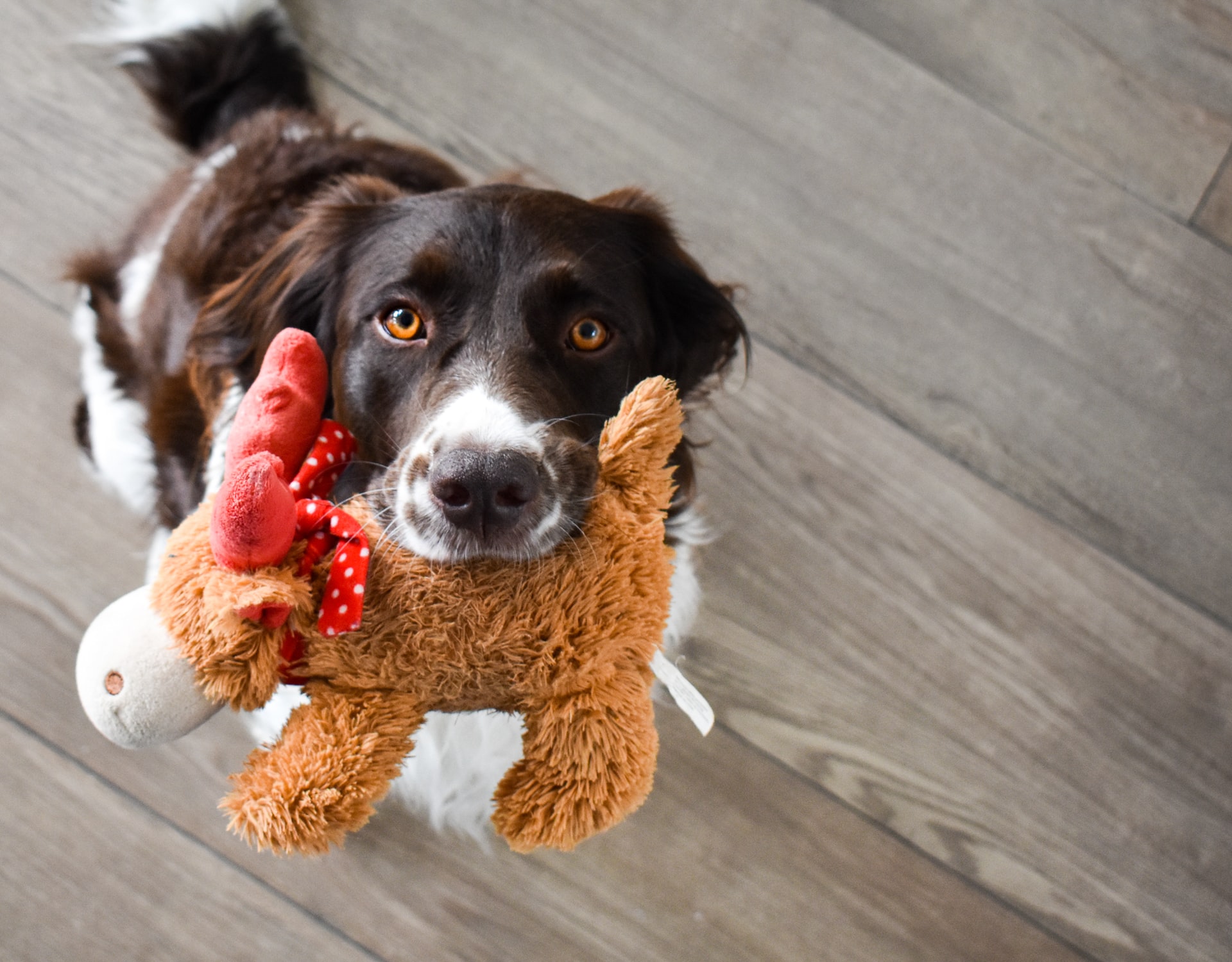5 melhores brinquedos para cães em apartamento