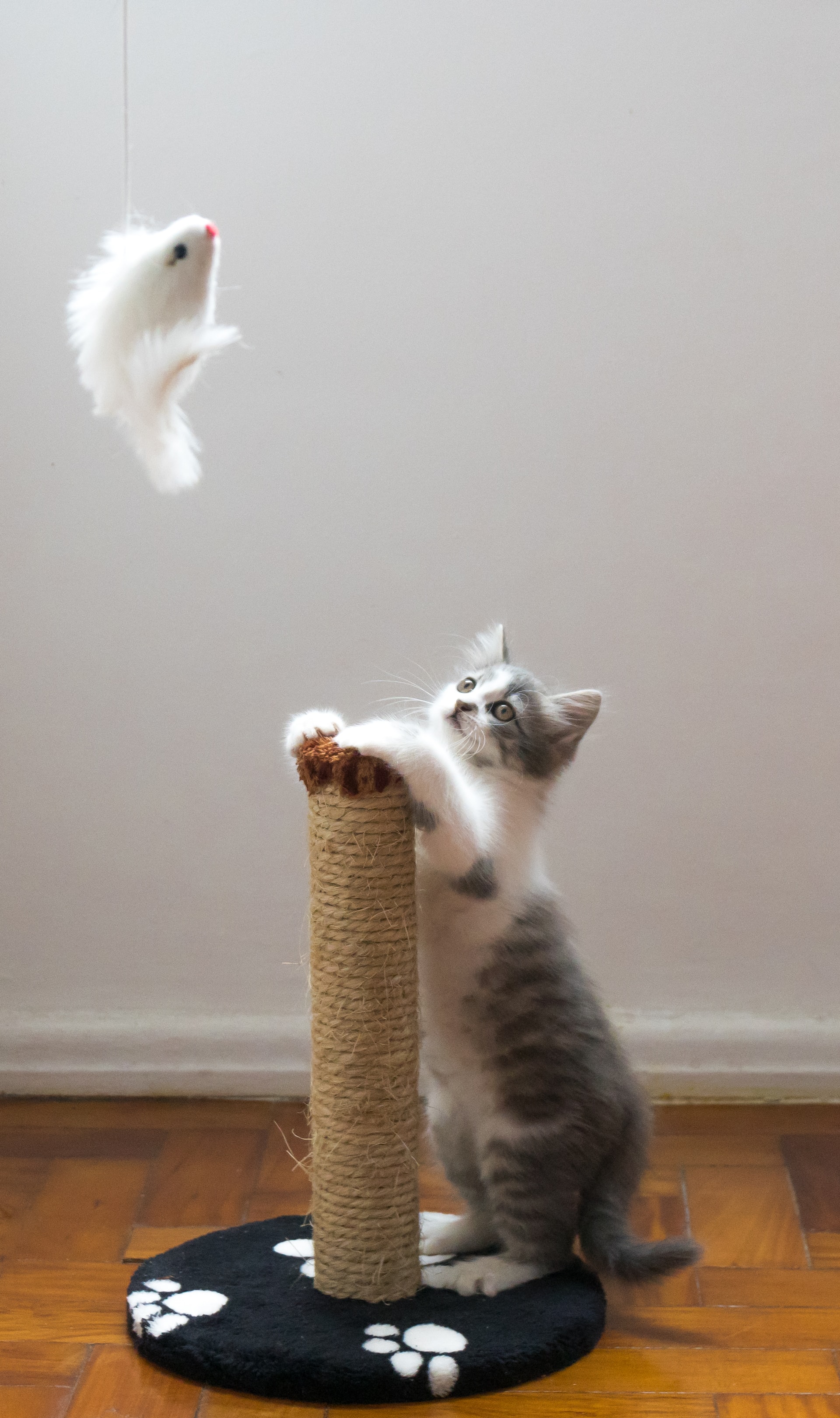 Os 4 benefícios dos arranhadores para gatos!