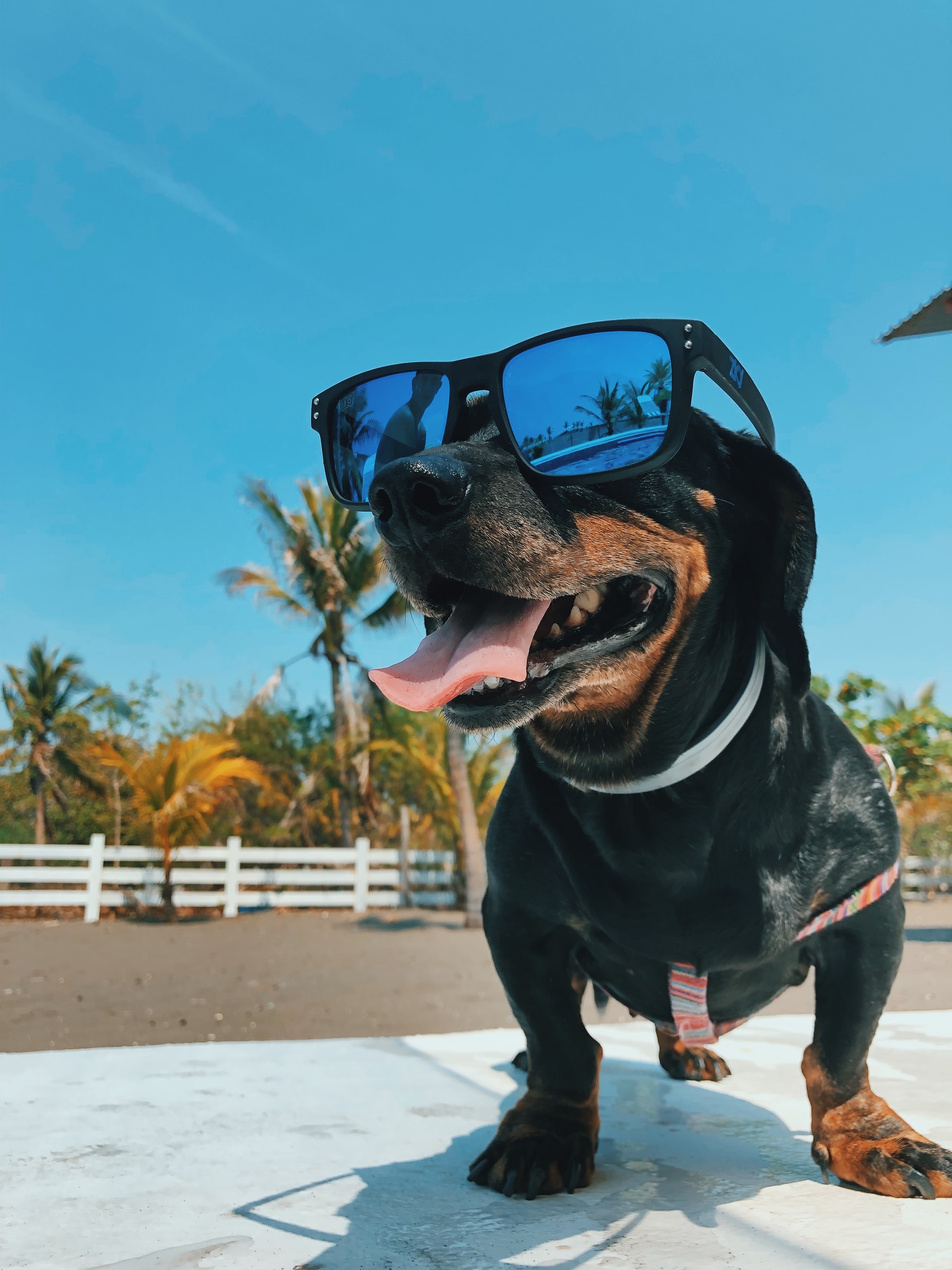 Como cuidar do seu cão no verão? Veja estas 10 dicas