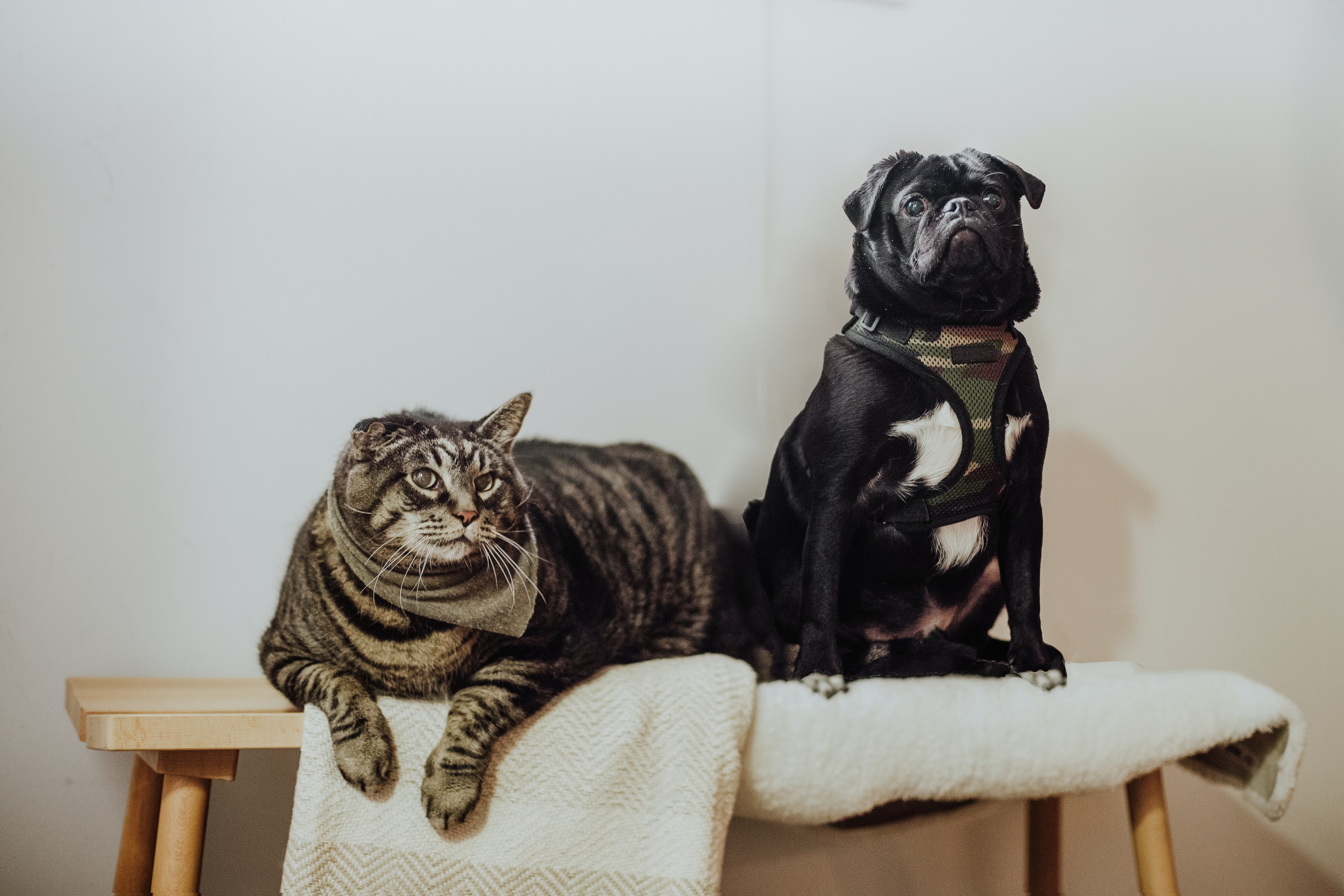 Problemas articulares em cães e gatos  