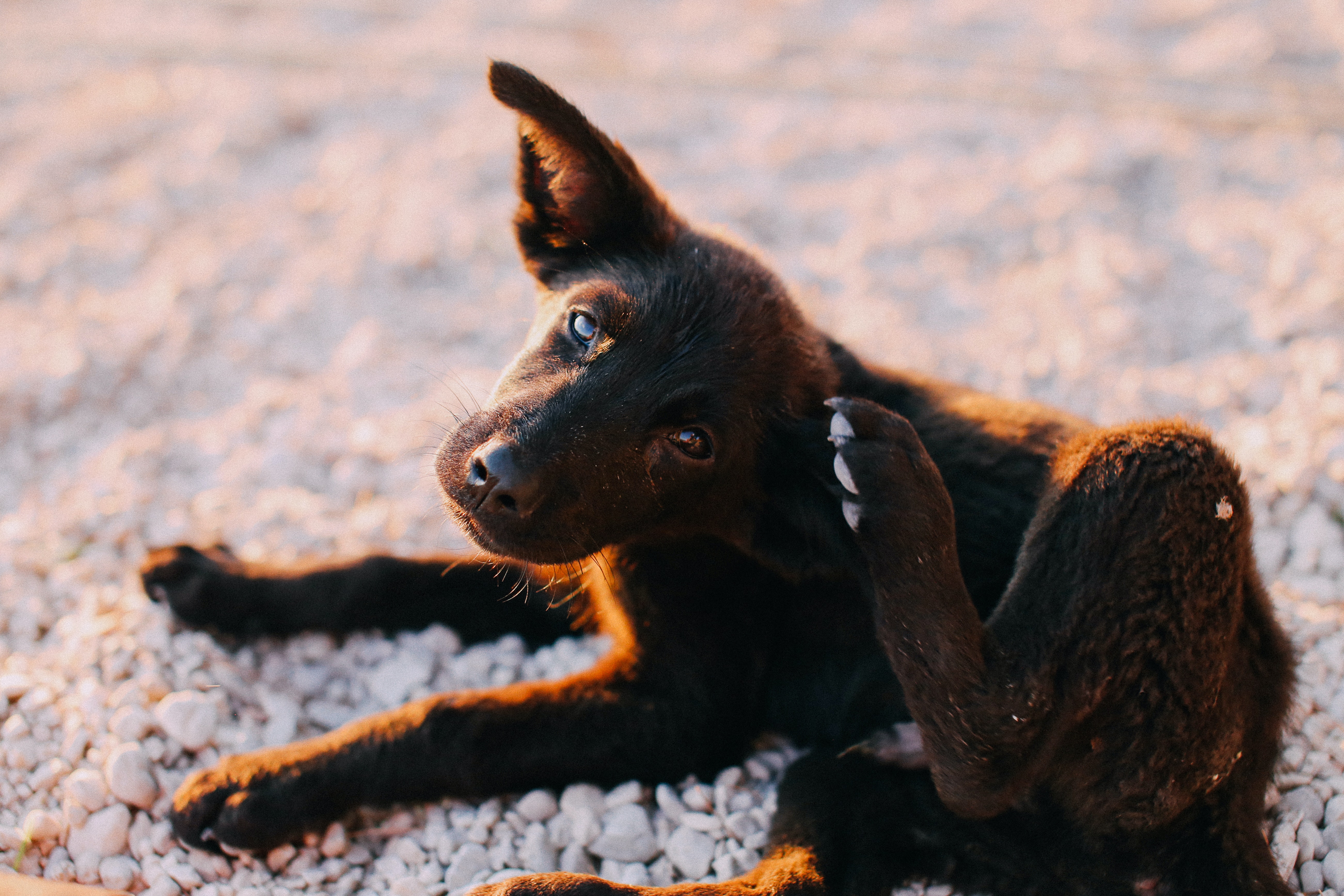 Alergias alimentares em cães e gatos