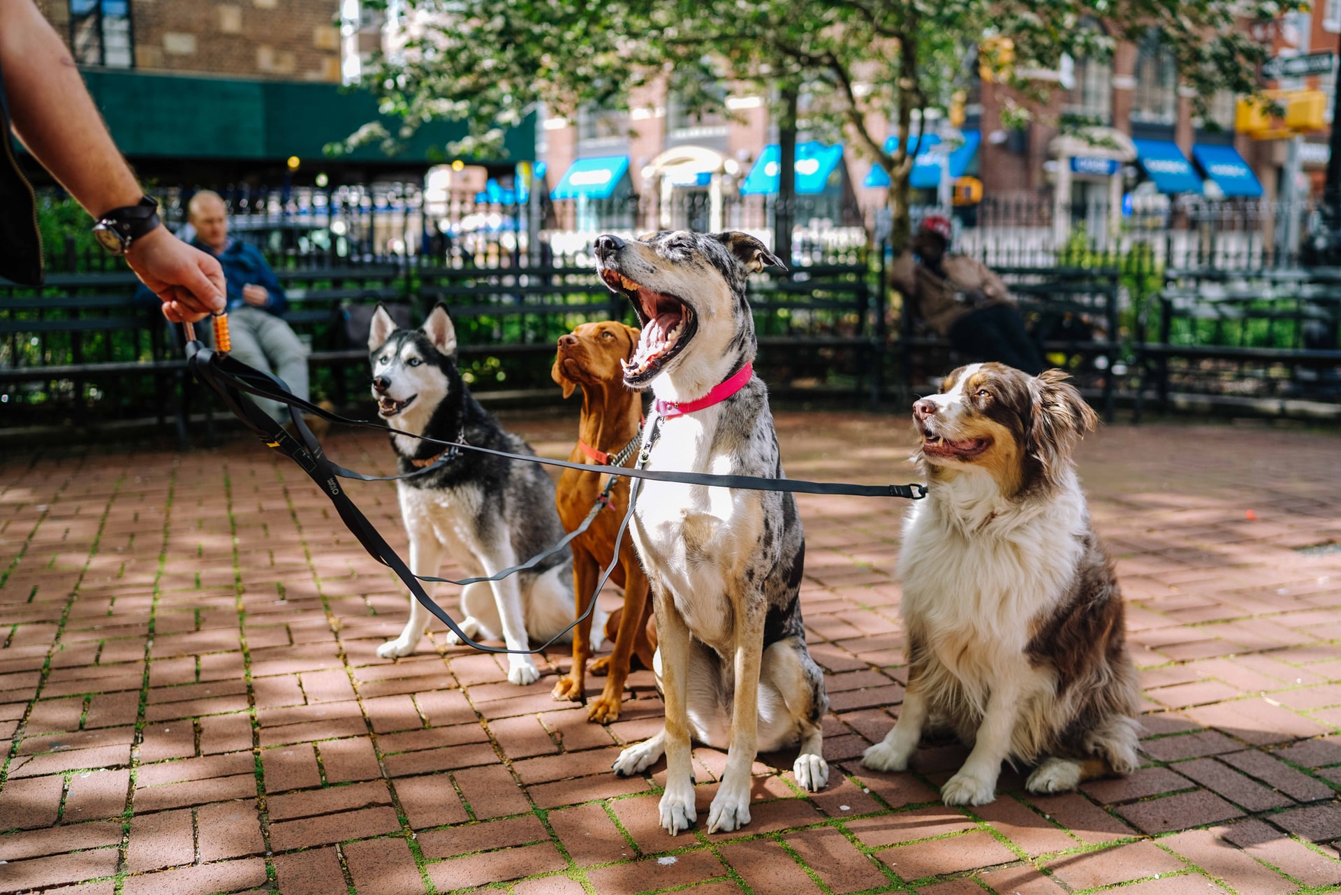 10 Dicas de como treinar um cão