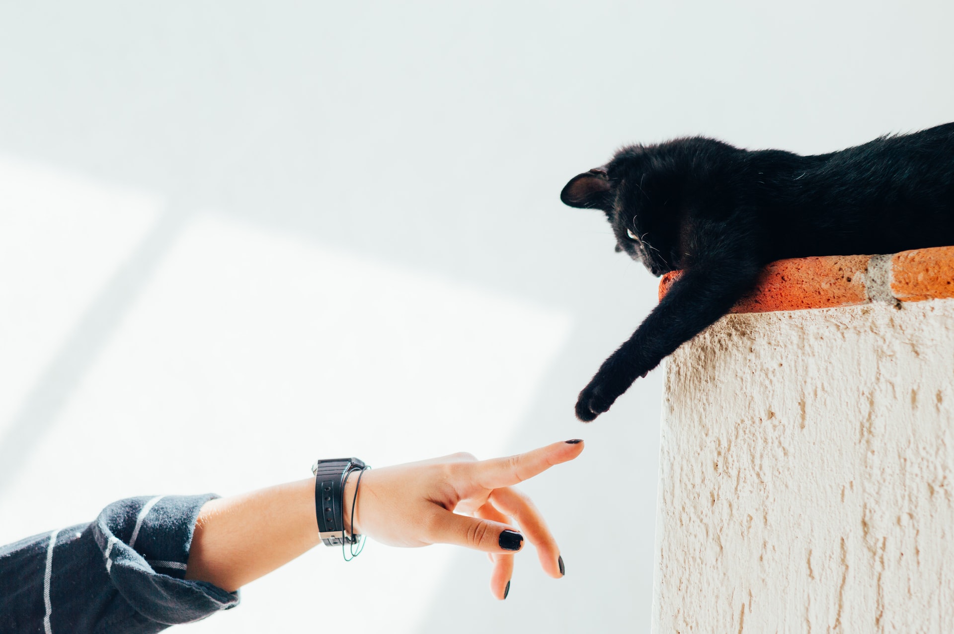 A origem dos gatos