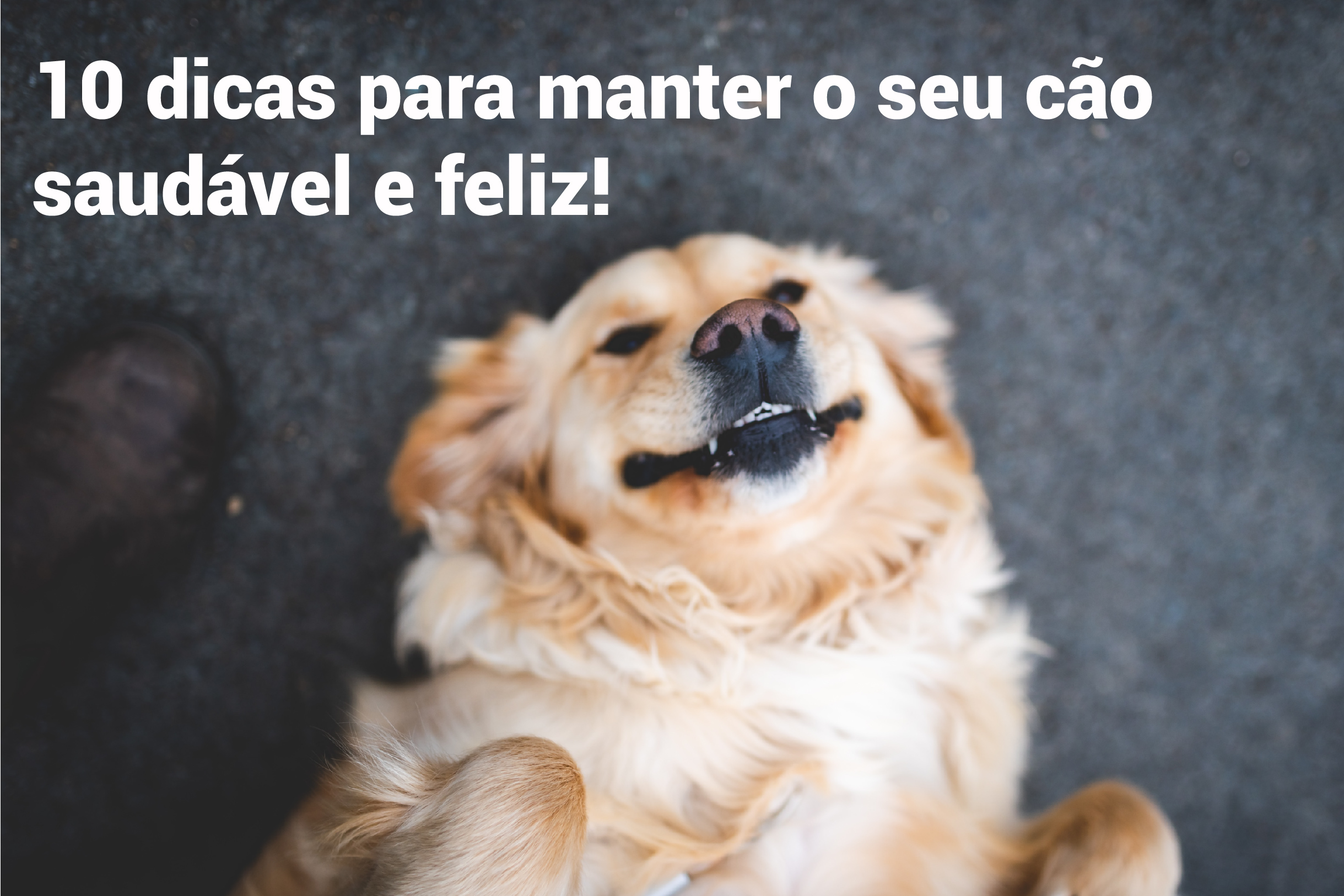 10 dicas para manter o seu cão mais saudável e feliz