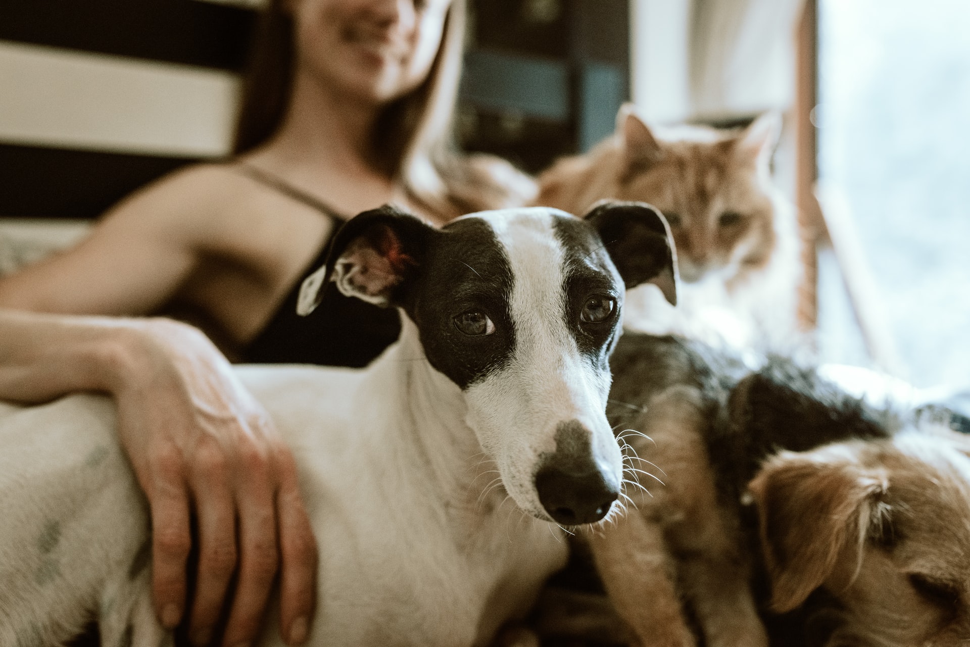 A chegada de um novo cão a casa