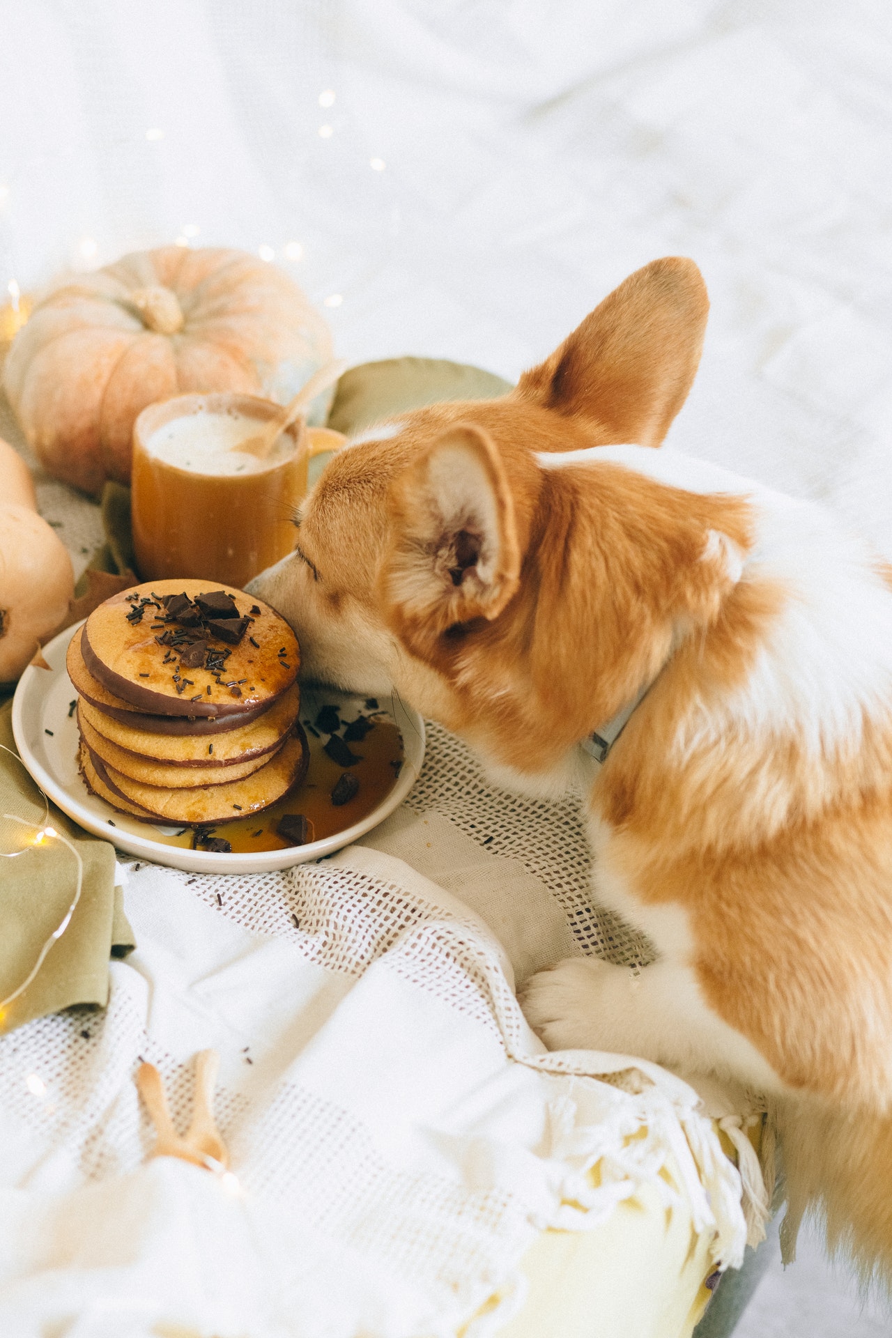 Alimentos proibidos para cães e gatos