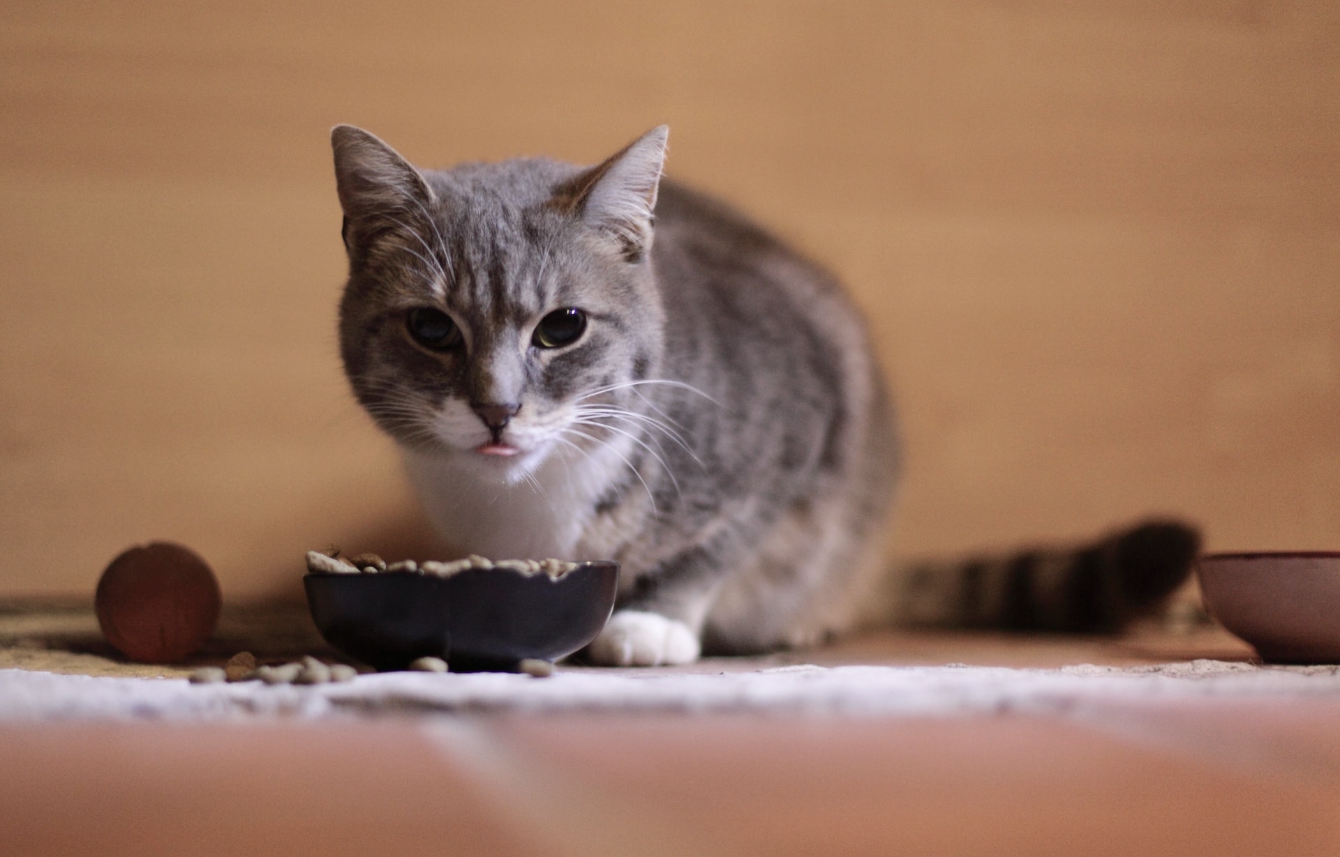 Melhores rações para gatos esterilizados