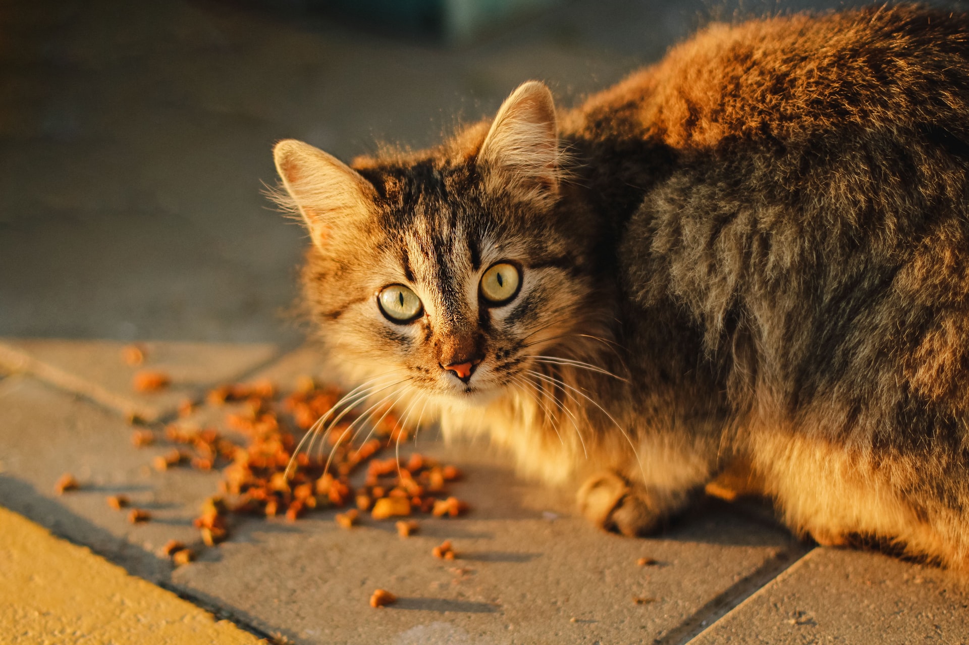 Melhor ração para gatos
