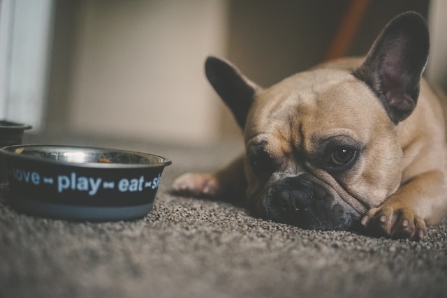 Melhores marcas de ração para cão