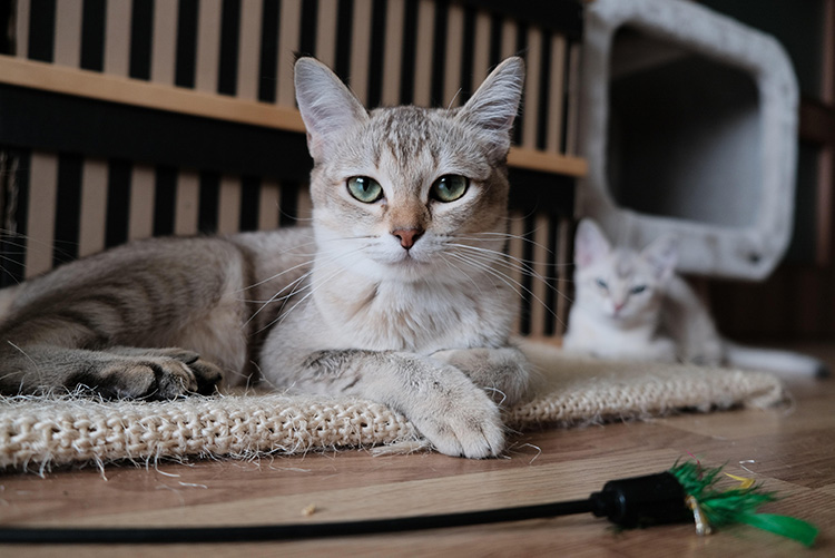 Atividades Físicas para Gatos