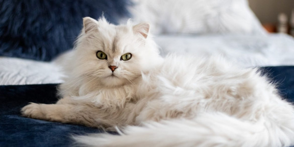 5 curiosidades sobre os gatos persas