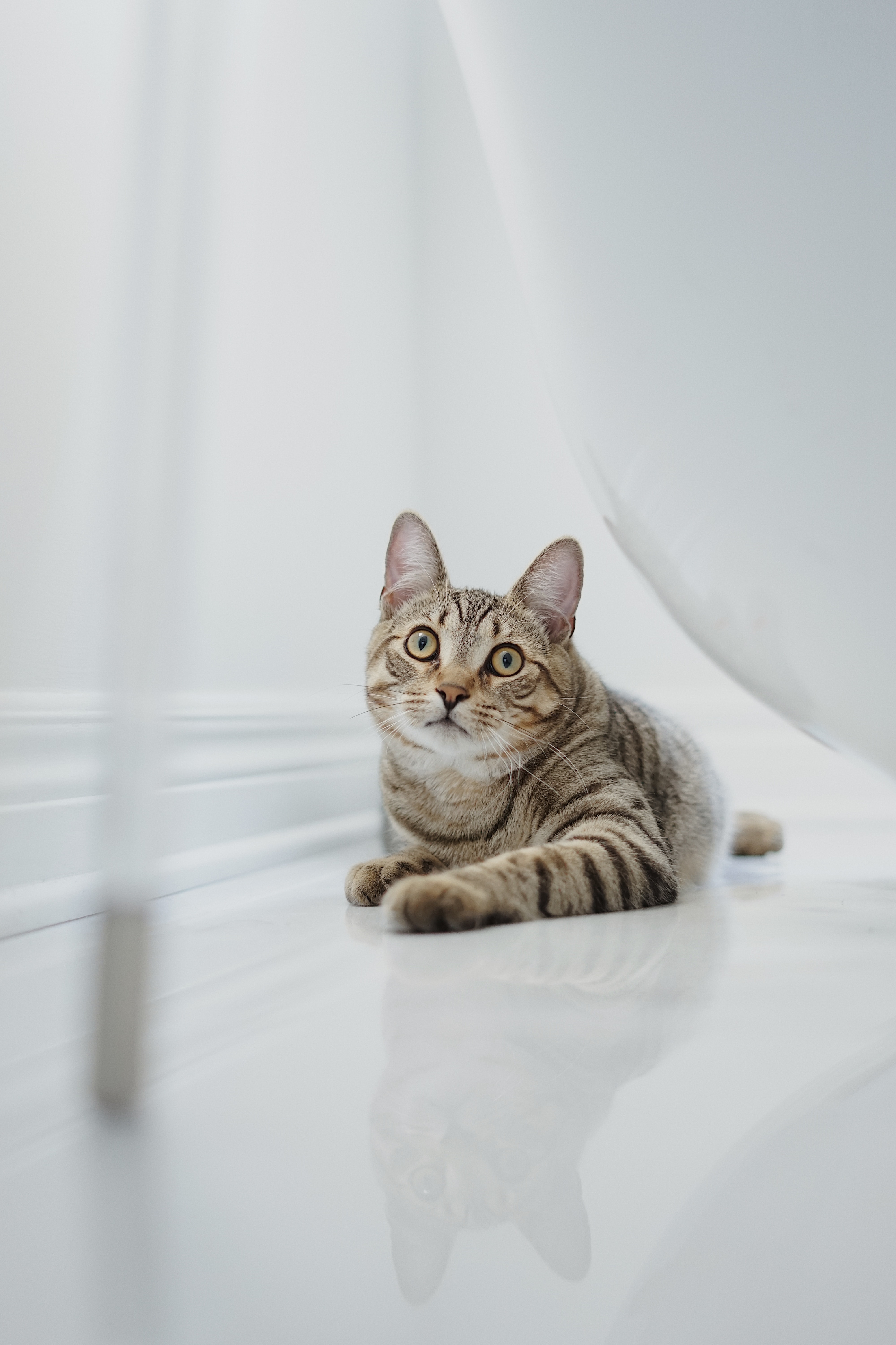 Qual é a idade para esterilizar gatos?