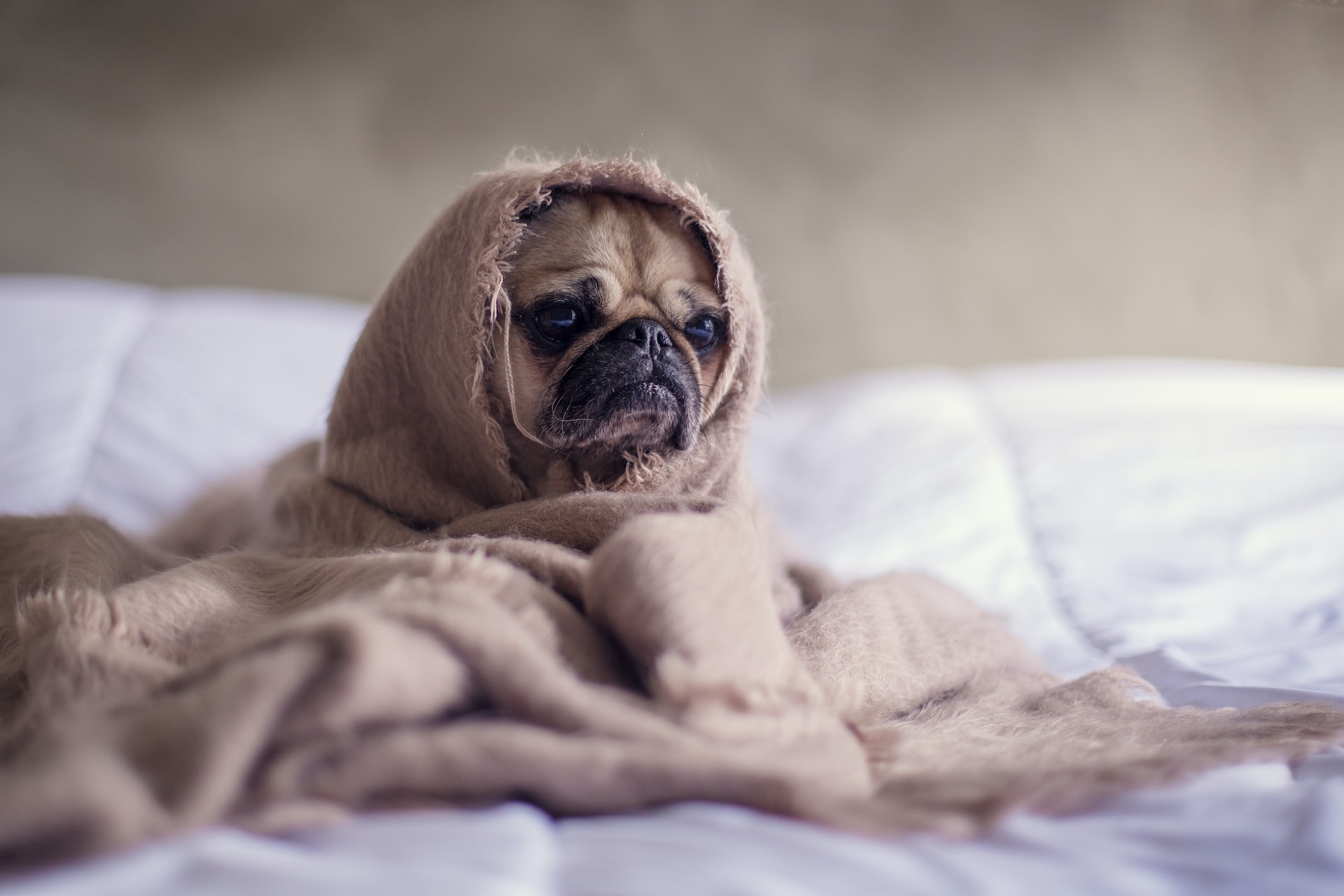 6 dicas de como acalmar cães que ficam ansiosos durante as tempestades